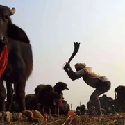 Le assurde mattanze di animali che resistono solo per divertire