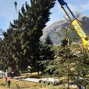 L'albero (113 anni) di Natale di piazza San Pietro arriva da Andalo, Trentino