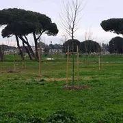 Nella sfida per salvare il clima non ci sono solo alberi caduti