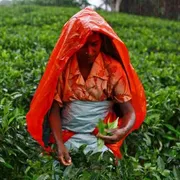 Tè in cambio di petrolio: lo strano patto Sri Lanka-Iran