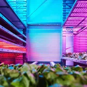 Grazie all'«agricoltura verticale» la terra promette cibo per tutti