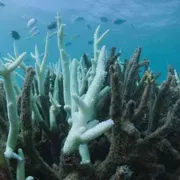 I consumi eccessivi dei ricchi sono un pericolo per le specie viventi