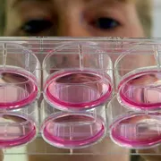 Vita, povertà e mercato dei farmaci: tre sfide per il Comitato di bioetica