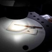 A spasso con Ötzi il tatuato: un'indagine sulla preistoria