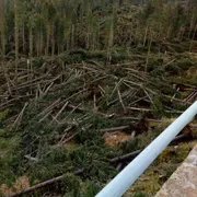 Tempeste, incendi, bostrico... Come tutelare le nostre foreste
