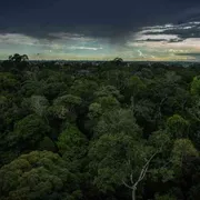 Uno stress test per l'Amazzonia: alla prova il polmone della Terra