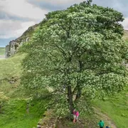 Potrebbe rinascere la quercia di Robin Hood abbattuta da vandali