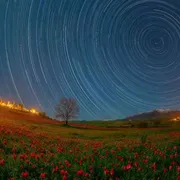Madonna dell'Olio, la fioritura dei tulipani nel “deserto” della Sicilia