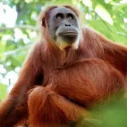 Allarme biodiversità: si estinguono specie che neanche conosciamo
