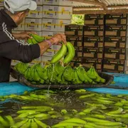 Scuole, terre e diritti: così il commercio equo premia le comunità