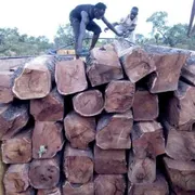 Il legno del Palissandro più pregiato viene rubato all'Africa