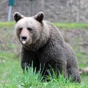 Tornano gli orsi nei paesi e la gente ha paura di andare nei boschi