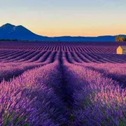 È tempo di lavanda, la Provenza si colora di viola