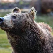 Ha aggredito un turista, l'orsa sarà abbattuta