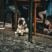 Nell'Italia senza figli le famiglie colmano la solitudine con gli animali