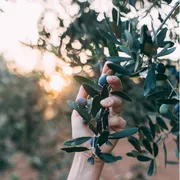 Non solo fruttato, amaro e piccante: l'olio è molto di più. E si racconta