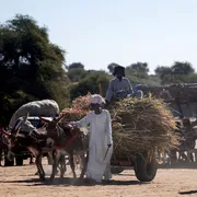 Una donna africana vestita di bianco guida a piedi un carretto trainato da un asino con a bordo il figlio e i pochi averi: fugge dalla guerra in Sudan
