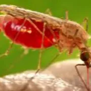 La malaria non è ancora sconfitta. Ma i vaccini stanno cambiando tutto