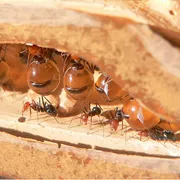 Quanto può costare una piccola formica?