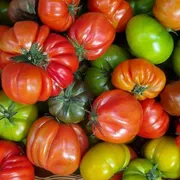 Il sapore rosso della fedeltà: la parabola del pomodoro che non smette di maturare