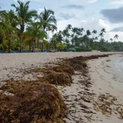 Ecco come il sargasso può aiutare a contrastare il cambiamento climatico