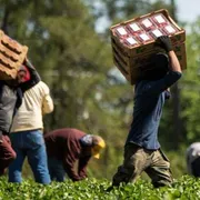 Operai, braccianti, rider: la corsa delle Regioni a tutelare i lavoratori dal caldo estremo (di maggio)