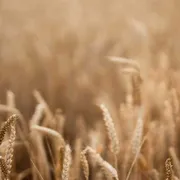 L'IA applicata al cibo. Chi deciderà il pane di domani?