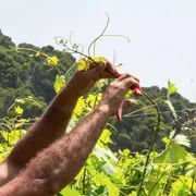 Un’isola, le vigne, lavoro e dignità: a Gorgona c'è un riscatto oltre le sbarre