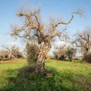 Gli ulivi della Xylella sono diventati cover per gli smartphone (e riforestano il Salento)