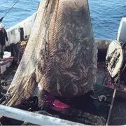 Battelli senza legge per la pesca in alto mare