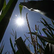 Il mare scotta e giugno è stato il secondo più caldo di sempre