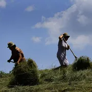 Due contadine raccolgono l'erba nei campi
