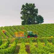 La vendemmia nell'Oltrepò