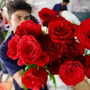 «Vuoi una rosa?»: viaggio nel racket dei venditori, sfruttati e stipati in case-pollai