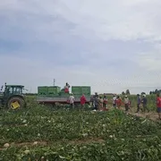 A 40 gradi, tra i padri indiani che lavorano nei campi di meloni: «Diamo un futuro ai nostri figli»