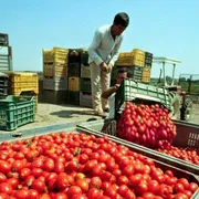 Il bracciante 19enne stroncato da malore e il divieto di lavorare nelle ore più calde