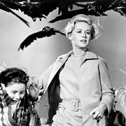 L’incubo degli uccelli iniziò ben prima di Hitchcock