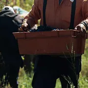 Vino e olio sono nei guai: la produzione abbonda,
le vendite no