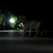 Avvistamenti, incontri ravvicinati e qualche aggressione: ma al lupo dobbiamo stare attenti?