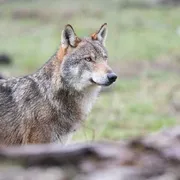 Un lupo