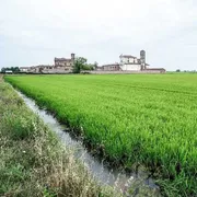 "Risò" a Vercelli, dove ogni chicco racconta una storia