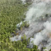 Colonne di fumo si alzano da un incendio boschivo in un'area di torbiera a Bulungan in Indonesia