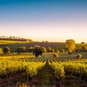 Nel vino la "veritas" del voto francese: la rabbia di Bordeaux sfida Parigi