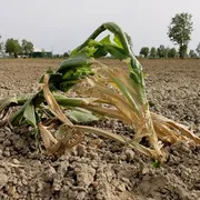 Estate 2026 record: mai un'Europa così calda (anche a maggio e settembre)