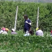 Il coraggio di denunciare: così 17 lavoratori hanno incastrato rete di caporali