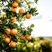 L’essenza che rimane: la tenacia di M. e il profumo persistente degli agrumi