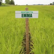A Milano è nato “Emma”: il riso Basmati made in Italy
