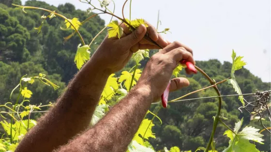 Un’isola, le vigne, lavoro e dignità: a Gorgona c'è un riscatto oltre le sbarre