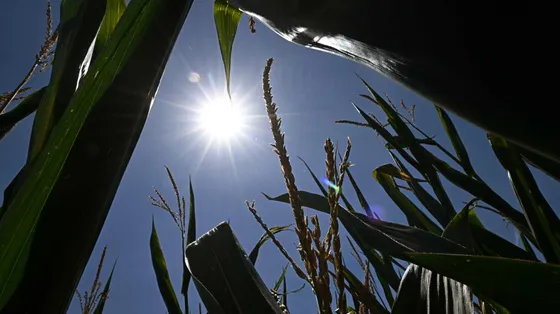 Il mare scotta e giugno è stato il secondo più caldo di sempre