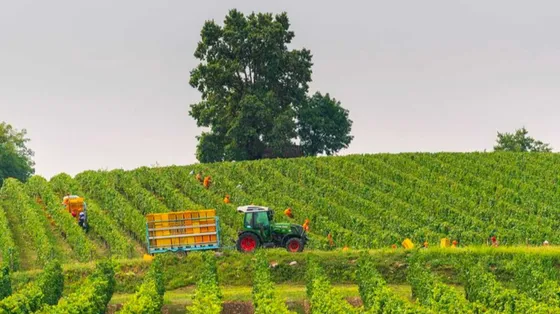 La vendemmia nell'Oltrepò